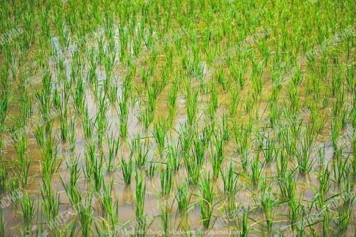 Запрет на вывоз риса продлён до конца 2023 года
