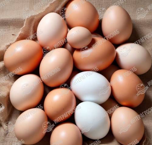 Минсельхоз совершенствует меры господдержки яичного птицеводства