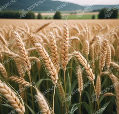 Рекордный прогноз урожая зерна на 2024 год от ИКАР