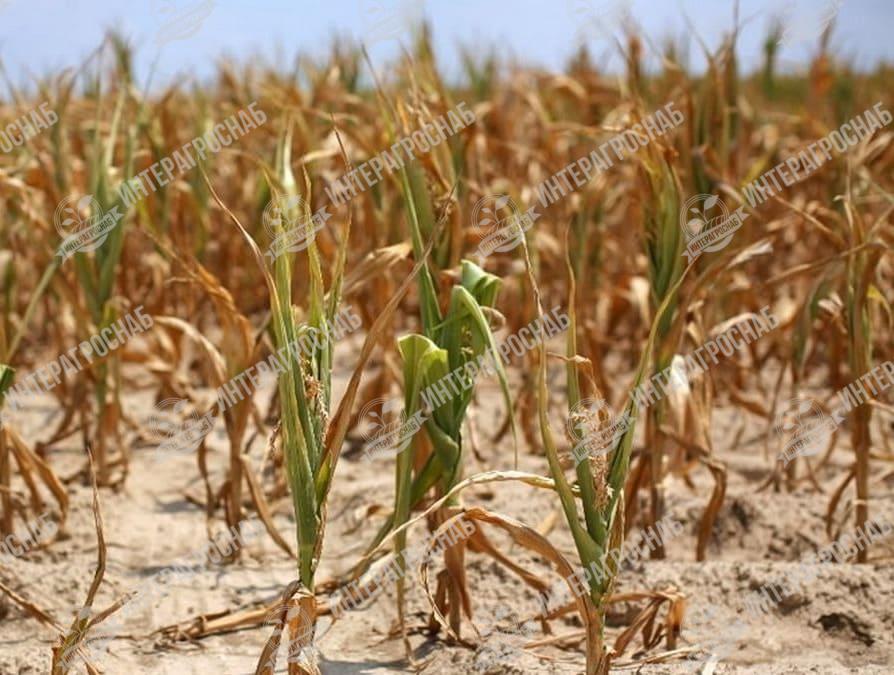 Последствия засухи для сельхозкультур